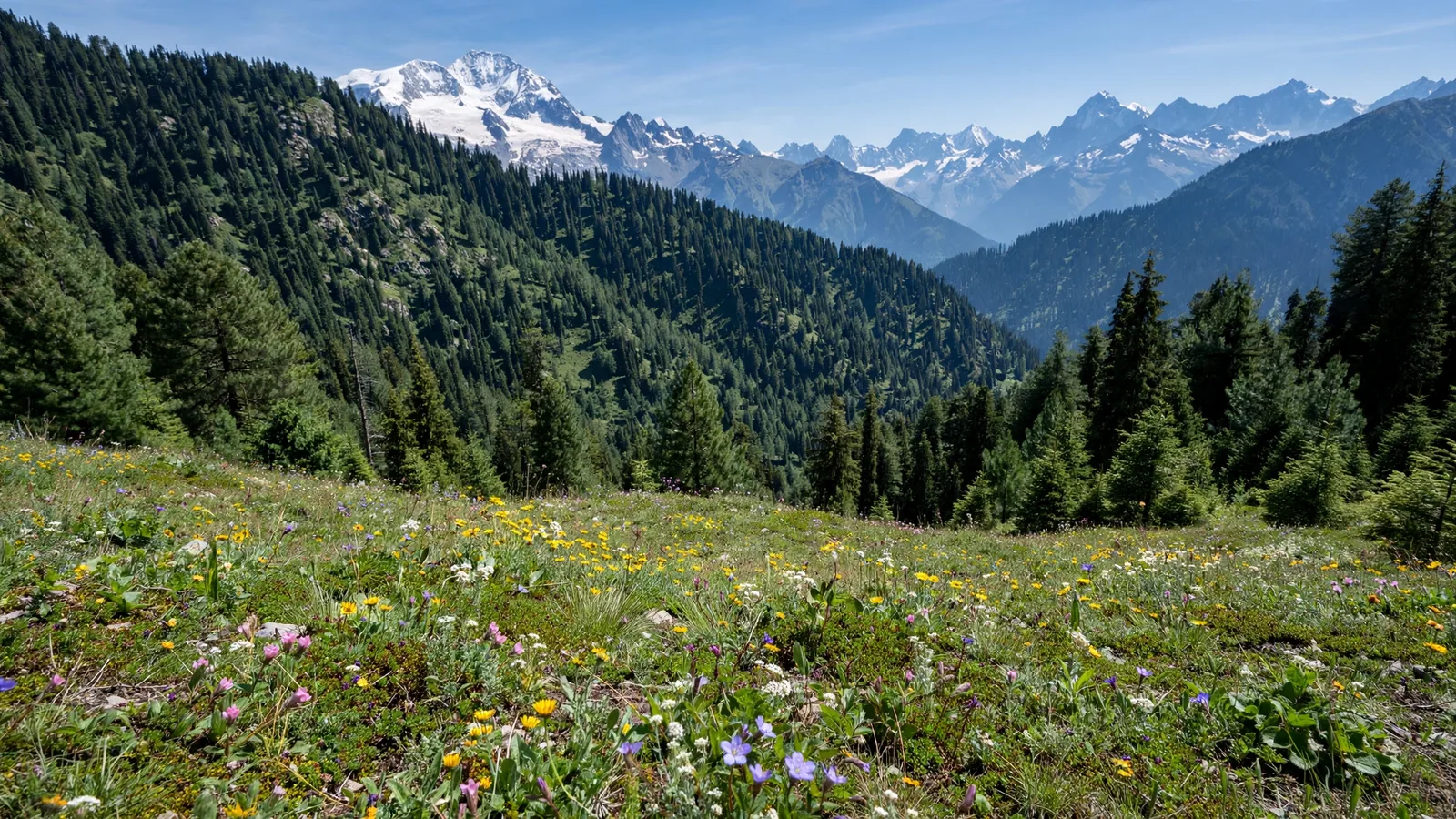 Pine forest and wildflower meadow in the upper Swat Valley near Kalam